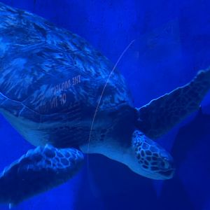 green sea turtle (chelonia mydas)