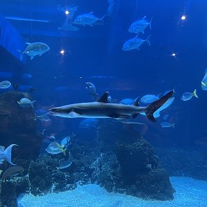 whitetip reef shark (triaenodon obesus) (1)