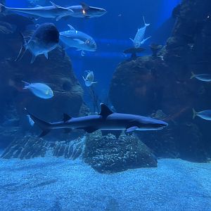 whitetip reef shark (triaenodon obesus) (2)