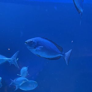 streaked spinefoot (siganus javus) (2)