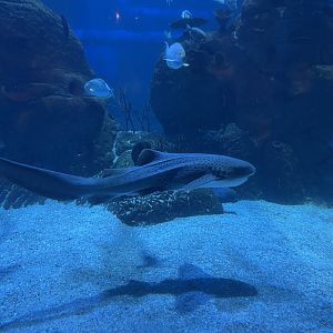 zebra shark (stegostoma tigrinum) (1)
