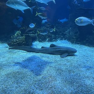 zebra shark (stegostoma tigrinum) (2)