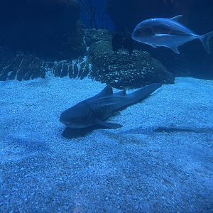 zebra shark (stegostoma tigrinum) (3)