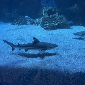 blacktip reef shark (carcharhinus melanopterus) (1)