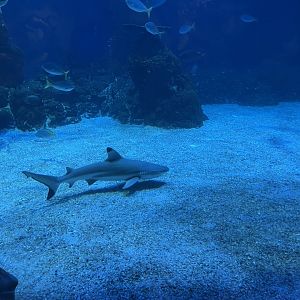 blacktip reef shark (carcharhinus melanopterus) (2)