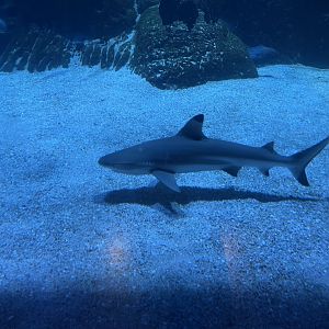 blacktip reef shark (carcharhinus melanopterus) (3)