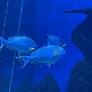 yellowfin surgeonfish (acanthurus xanthopterus) (1)