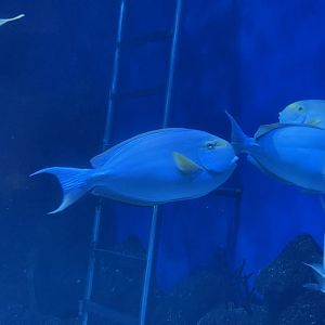 yellowfin surgeonfish (acanthurus xanthopterus) (2)