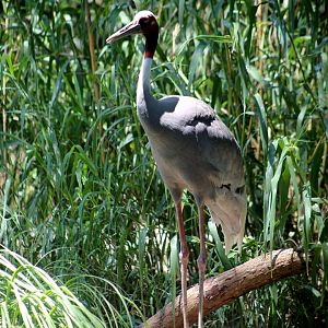 Sarus Crane
