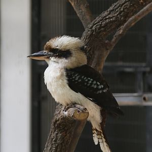 Laughing Kookaburra, June 2015