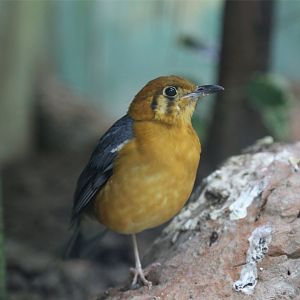 Orange-headed Thrush (Geokichla citrina), June 2015