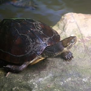 Yellow Pond Turtle