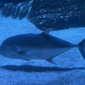 giant trevally (caranx ignobilis) (1)