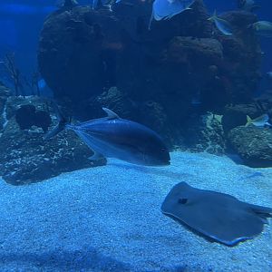 giant trevally (caranx ignobilis) (2)