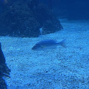 one-spot snapper (lutjanus monostigma) (1)