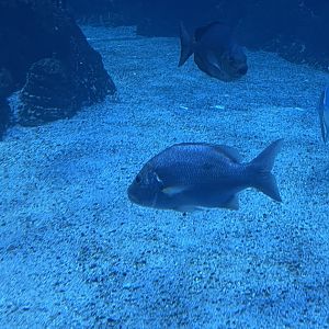 one-spot snapper (lutjanus monostigma) (2)