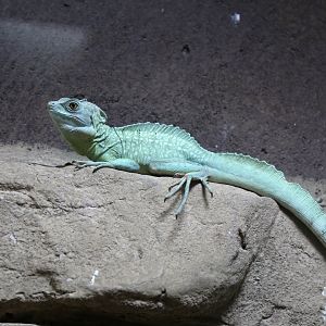 Green Basilisk