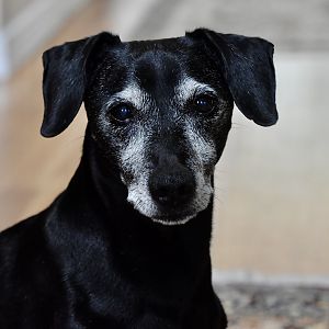 Dachshund/Labrador Mix - "Hobson"