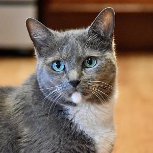 Russian Blue (possibly a mix) - "Zula"