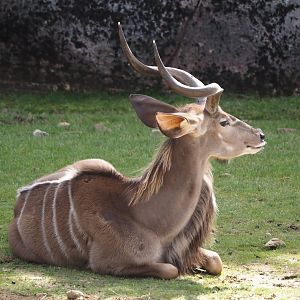Greater kudu (Tragelaphus strepsiceros), 2024-08-21