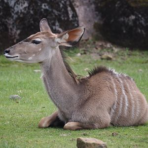 Greater kudu (Tragelaphus strepsiceros), 2024-08-21