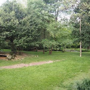 African wild dog exhibit, 2024-08-21