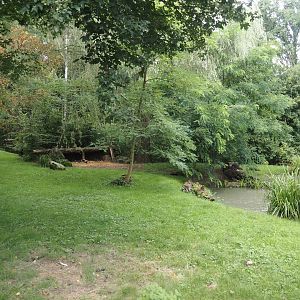 African wild dog exhibit, 2024-08-21