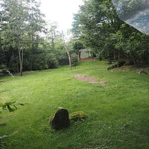 African wild dog exhibit, 2024-08-21