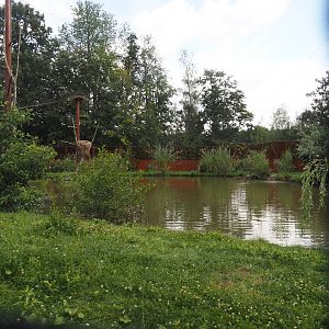 Greater flamingo and African bird aviary, 2024-08-21