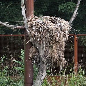 Hamerkop nest, 2024-08-21