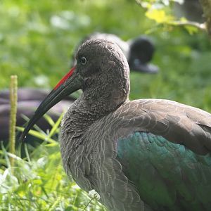 Hadada ibis (Bostrychia hagedash), 2024-08-21