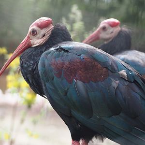 Southern bald ibis (Geronticus calvus), 2024-08-21