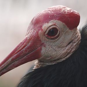 Southern bald ibis (Geronticus calvus), 2024-08-21