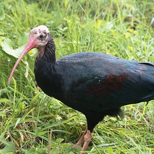 Southern bald ibis (Geronticus calvus), 2024-08-21