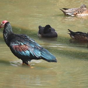 Southern bald ibis (Geronticus calvus), Tufted duck (Aythya fuligula and Northern shoveler (Spatula clypeata), 2024-08-21