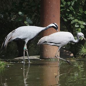 Demoiselle cranes (Anthropoides virgo), Adult and juvenile, 2024-08-21