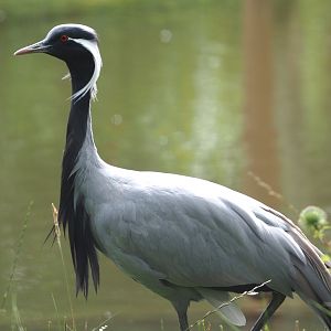 Demoiselle crane (Anthropoides virgo), 2024-08-21