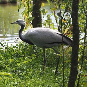 Juvenile Demoiselle crane (Anthropoides virgo), 2024-08-21