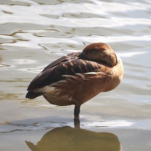Fulvous whistling duck (Dendrocygna bicolor), 2024-08-21