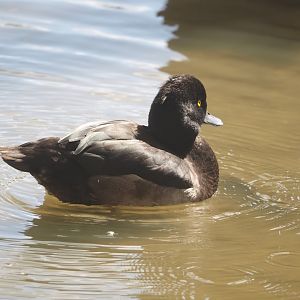 Tufted duck (Aythya fuligula), 2024-08-21