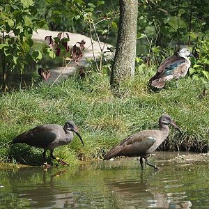 Hadada ibises (Bostrychia hagedash) and African comb duck (Sarkidiornis melanotos), 2024-08-21