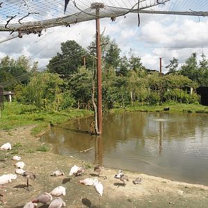 Greater flamingo and African bird aviary, 2024-08-21