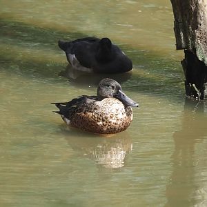 Northern shoveler (Spatula clypeata), 2024-08-21
