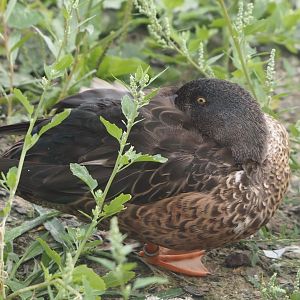 Northern shoveler (Spatula clypeata), 2024-08-21