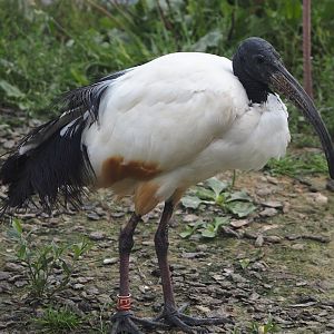 African sacred ibis (Threskiornis aethiopicus), 2024-08-21