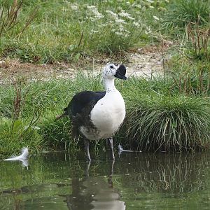 African comb duck (Sarkidiornis melanotos), 2024-08-21