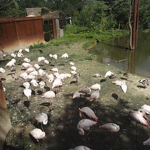 Greater flamingos in flamingo and African bird aviary, 2024-08-21