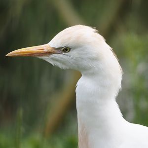 Western cattle egret (Bubulcus ibis), 2024-08-21