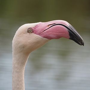 Greater flamingo (Phoenicopterus roseus), 2024-08-21