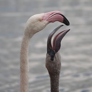 Greater flamingo (Phoenicopterus roseus) feeding chick, 2024-08-21